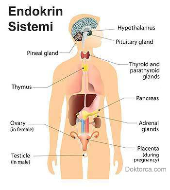 Hashimoto hastalığı nedir?
