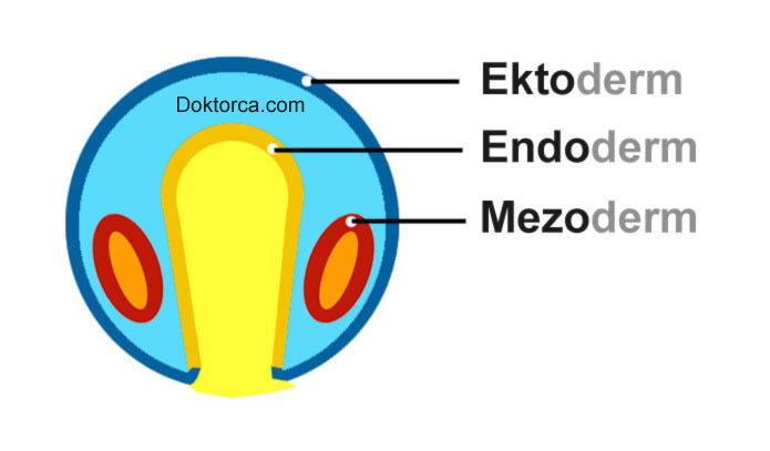 Ektoderm, endoderm ve mezoderm